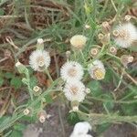 Erigeron bonariensis leaf picture by Erik Berkhof (cc-by-sa)