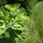 Euphorbia hirsuta habit picture by Llandrich anna (cc-by-sa)