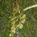 Botrychium lunaria habit picture by Martin Bishop (cc-by-sa)