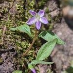 Claytonia caroliniana flower picture by Green Shar (cc-by-sa)