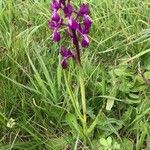 Anacamptis laxiflora flower picture by jean telvicram (cc-by-sa)