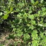 Quercus pubescens habit picture by Anthony Raoux (cc-by-sa)