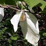 Davidia involucrata flower picture by Dieter Albrecht (cc-by-sa)