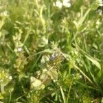 Veronica arvensis habit picture by Nils Kieffer (cc-by-sa)