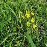 Gagea lutea habit picture by stepan koci (cc-by-sa)