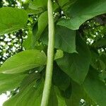 Catalpa speciosa fruit picture by William Coville (cc-by-sa)