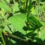 Aristolochia lutea leaf picture by Emanuele Santarelli (cc-by-sa)