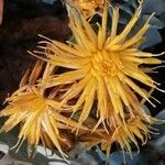 Centaurea cineraria flower picture by Joseph Dupont (cc-by-sa)