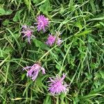 Centaurea jacea flower picture by meutgeert jaap (cc-by-sa)