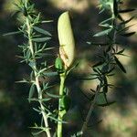 Genista anglica fruit picture by Llandrich anna (cc-by-sa)