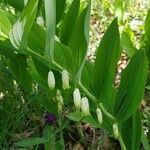 Polygonatum odoratum flower picture by Andreas Sturma (cc-by-sa)