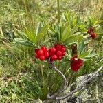 Daphne mezereum fruit picture by Roland Heggli (cc-by-sa)