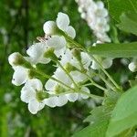 Crataegus monogyna flower picture by Alain Bigou (cc-by-sa)