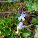 Viola suavis flower picture by Kiko (cc-by-sa)