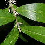 Cestrum schlechtendalii leaf picture by Nelson Zamora Villalobos (cc-by-nc)