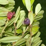 Cavendishia capitulata fruit picture by Nelson Zamora Villalobos (cc-by-nc)