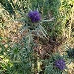 Silybum marianum flower picture by Sánchez Alejandro Sánchez (cc-by-sa)