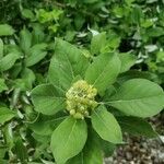 Vitex trifolia leaf picture by Erika Lozano (cc-by-sa)