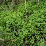 Anthriscus cerefolium habit picture by Kai Best (cc-by-sa)