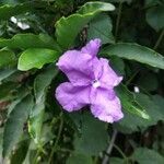 Brunfelsia pauciflora flower picture by nischal gurung (cc-by-sa)