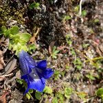 Gentiana alpina habit picture by Fabien Anthelme (cc-by-sa)