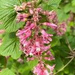 Ribes sanguineum flower picture by Sunset.in.hell (cc-by-sa)