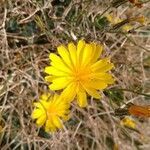 Launaea arborescens flower picture by Zaidi Abdelhamid (cc-by-sa)