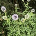 Echinops sphaerocephalus habit picture by Dieter Albrecht (cc-by-sa)