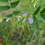 Galega officinalis fruit picture by Olivier Brosseau (cc-by-sa)