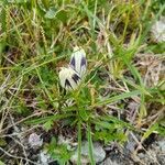 Gentiana algida flower picture by Liza R (cc-by-sa)