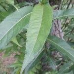 Salix triandra leaf picture by Roland Kahrer (cc-by-sa)