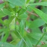 Galium aparine fruit picture by Trap Hers (cc-by-sa)