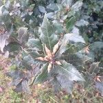 Quercus ilex flower picture by Simon Da Cunha Belves (cc-by-sa)