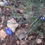 Linum narbonense habit picture by llinares J (cc-by-sa)