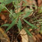 Lathyrus palustris leaf picture by Paul FRANCK (cc-by-sa)