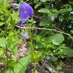 Campanula rhomboidalis habit picture by Francois Mansour (cc-by-sa)