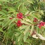 Sambucus racemosa leaf picture by David Hubert (cc-by-sa)