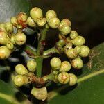 Clusia stenophylla fruit picture by Nelson Zamora Villalobos (cc-by-nc)