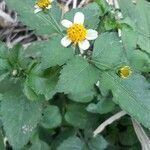 Bidens pilosa flower picture by tio jeff (cc-by-sa)