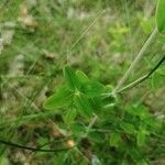 Hypericum pulchrum leaf picture by Capsicum K (cc-by-sa)