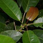 Ficus citrifolia habit picture by Nelson Zamora Villalobos (cc-by-nc)