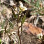 Draba siliquosa fruit picture by Fabien Anthelme (cc-by-sa)