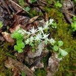 Sedum ternatum flower picture by Katherine M. Hickey (cc-by-sa)