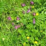 Aquilegia atrata habit picture by Frank Sundermeyer (cc-by-sa)