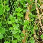 Lythrum rotundifolium leaf picture by susan brown (cc-by-sa)