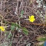 Goodenia pinnatifida flower picture by Daniel Grixti-Cheng (cc-by-sa)