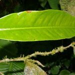 Marcgravia nepenthoides leaf picture by Nelson Zamora Villalobos (cc-by-nc)