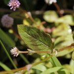 Persicaria capitata leaf picture by Uxeli (cc-by-sa)