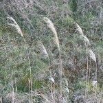 Miscanthus sinensis habit picture by David Hocken (cc-by-sa)