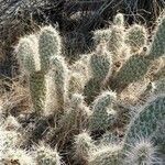 Opuntia polyacantha leaf picture by Julien Birard (cc-by-sa)